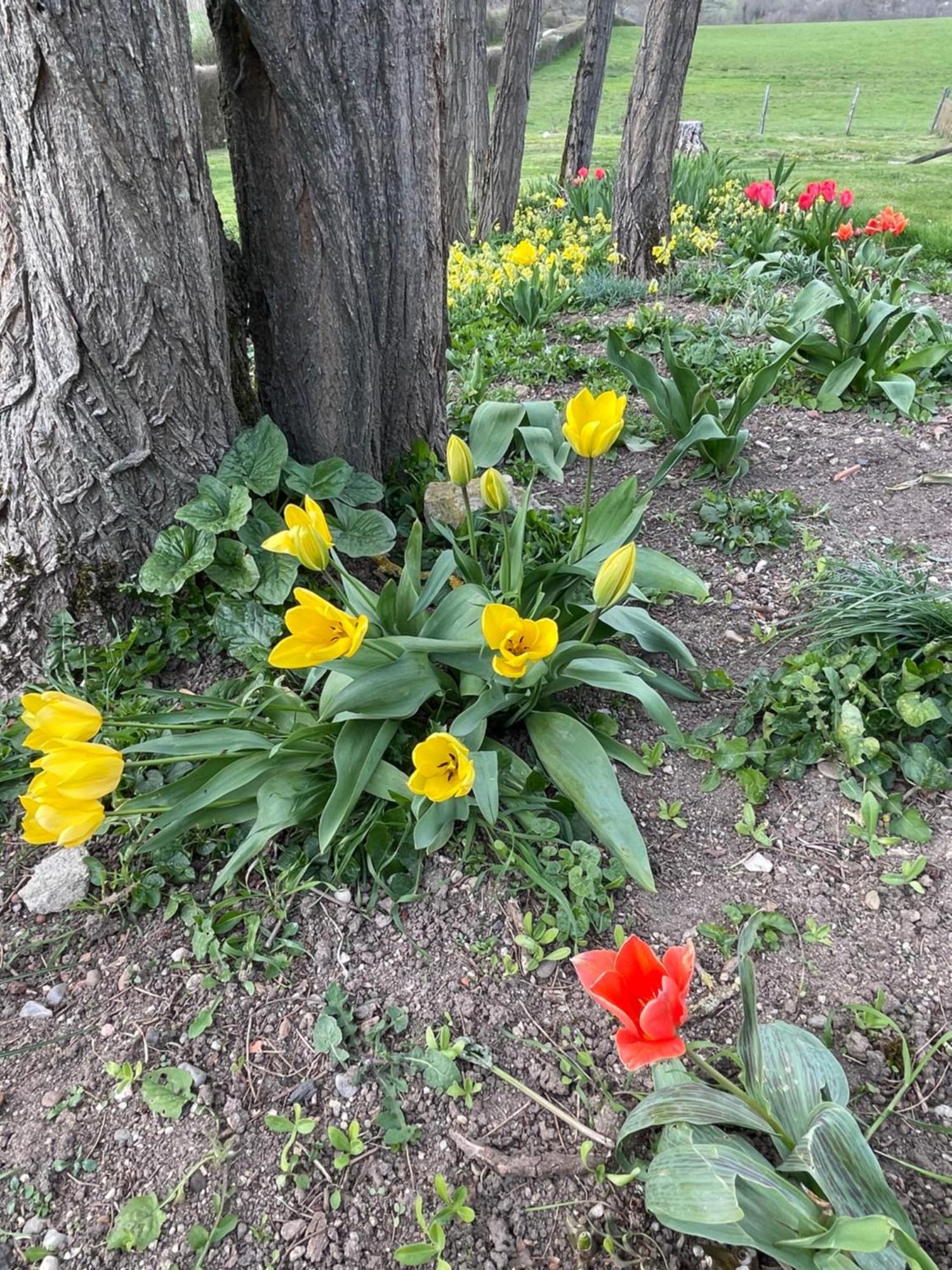 Masoe Des Chatards Neuilly-le-Réal Esterno foto