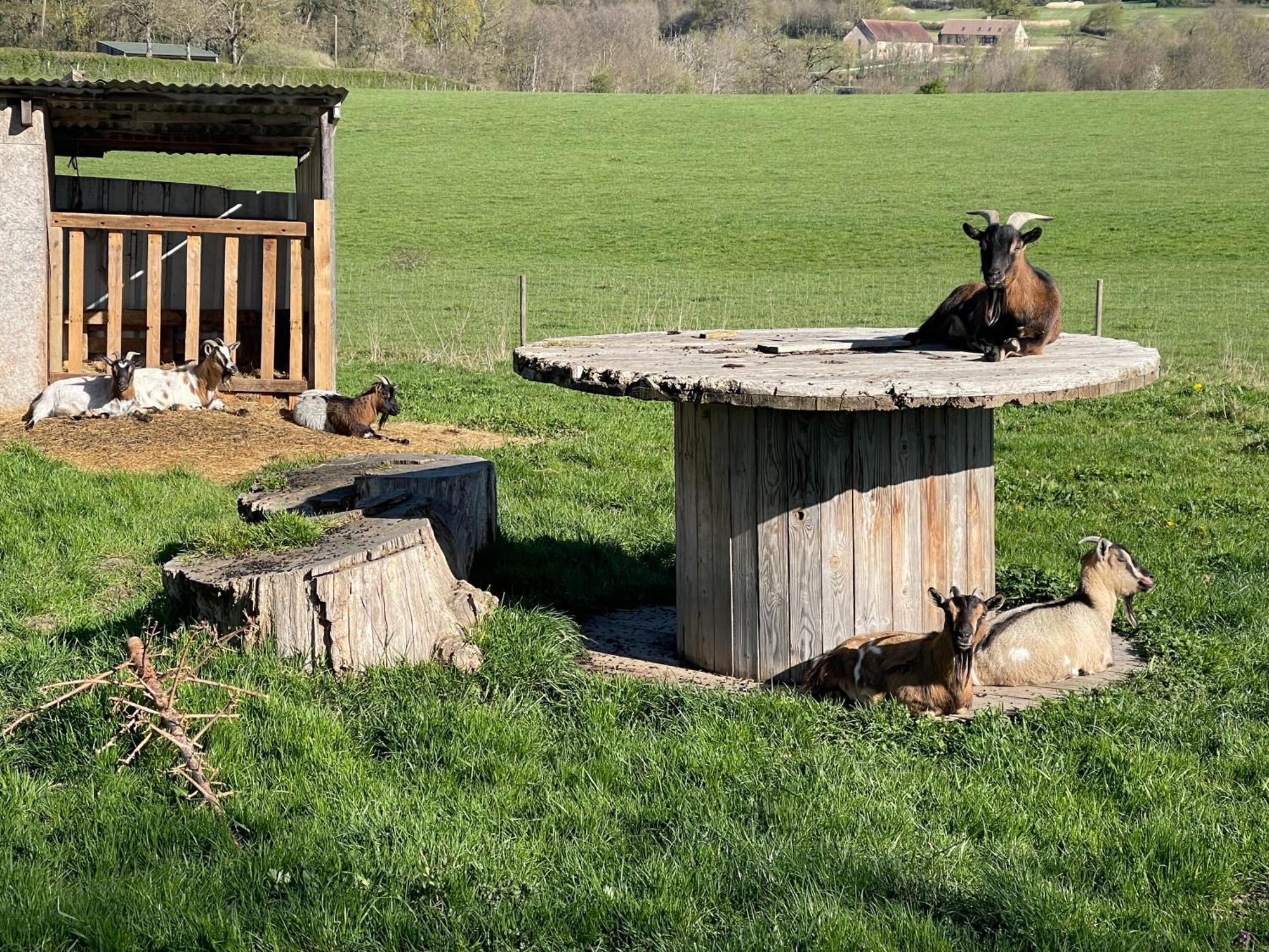 Masoe Des Chatards Neuilly-le-Réal Esterno foto